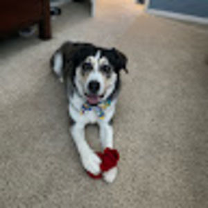 Meet your Posher, Annie